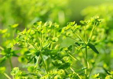 Selvi Spurge (Euphorbia cyparissias)