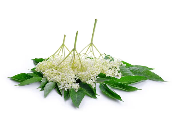 Bloem van de Vlier (Sambucus nigra) — Stockfoto