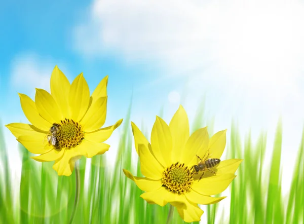 Beautiful yellow flower with bee — Stock Photo, Image