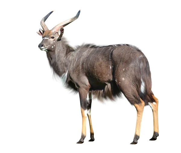 Мужская антилопа Ньяла — стоковое фото