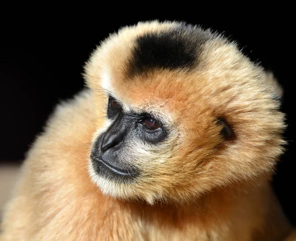 Retrato de uma fêmea White Cheeked Gibbon . — Fotografia de Stock