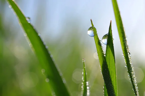 Grama de primavera verde fresco com gotas de orvalho . — Fotografia de Stock