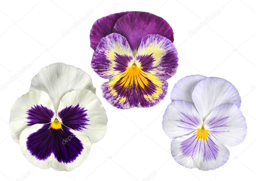 Pansies flower isolated 