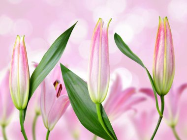 pembe lily çiçek.