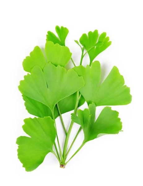 Branch with green leaves of Ginkgo Biloba. — Stock Photo, Image