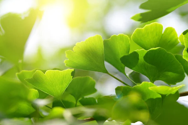 Bladeren van ginkgo biloba — Stockfoto