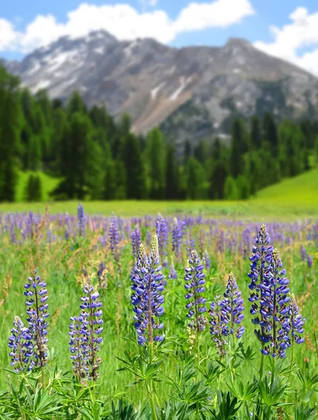 Lupinenblumen auf der Bergwiese. — Stockfoto