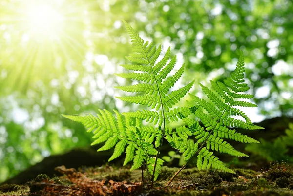 Fresh green fern leaves — Stock Photo, Image