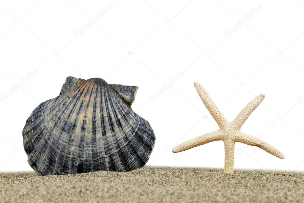 Sea shell with starfish on the sand