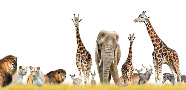 Lvi, žirafy, slona a antilopy. — Stock fotografie
