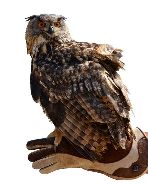 Výr velký (Bubo Bubo) na straně sokolník — Stock fotografie