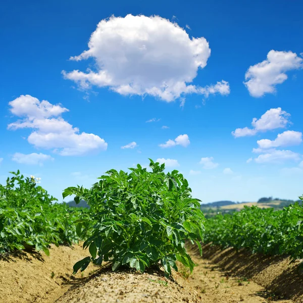 Green field of potato crops — Stock Photo, Image