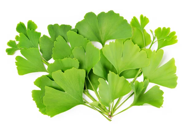 Branch with green leaves of Ginkgo Biloba — Stock Photo, Image