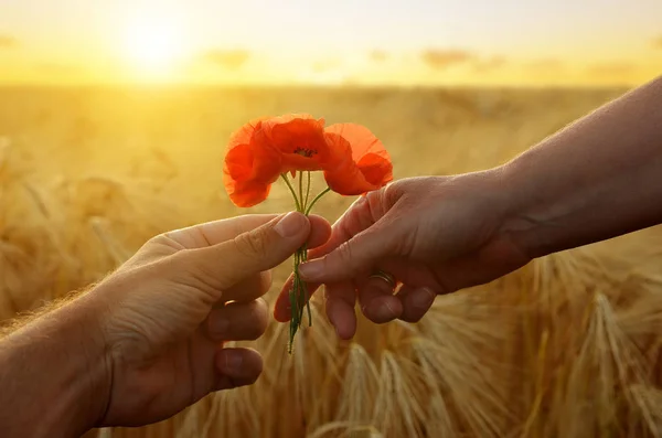 Main donne une fleur de coquelicots avec amour au coucher du soleil . — Photo