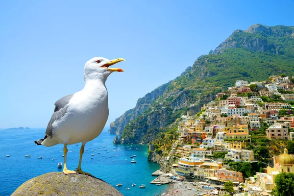 Seagull stående på sten i bakgrunden staden Positano, Italien. — Stockfoto