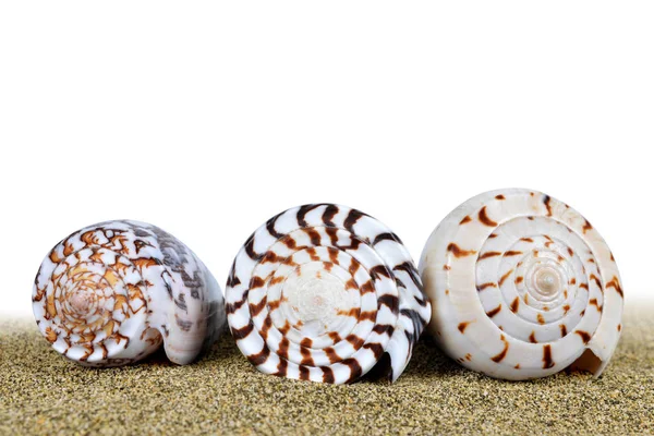 Tropical sea shells. — Stock Photo, Image