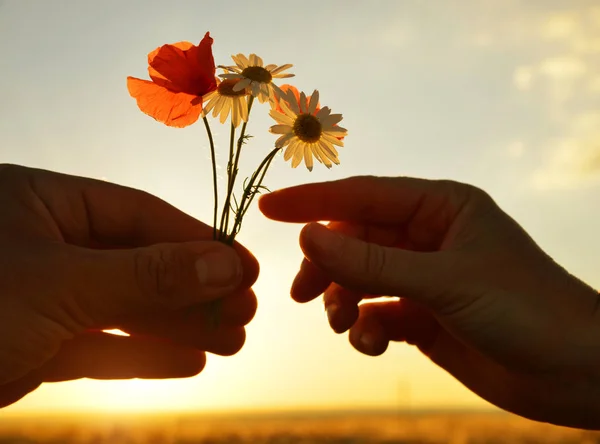 Рука дарит цветы с любовью на закате . — стоковое фото