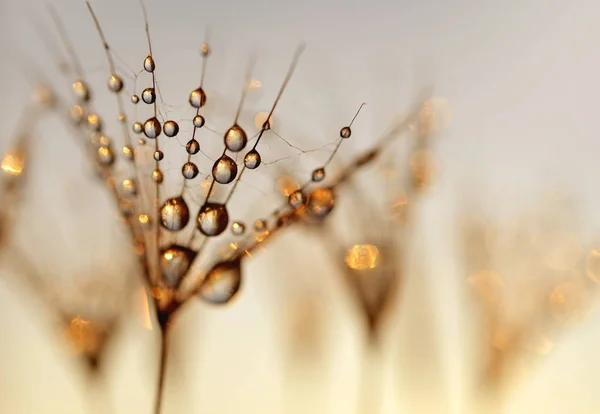 Dandelion Seeds with the morning drops of dew .