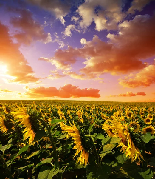 Sunflower field at sunset. — Stock Photo, Image