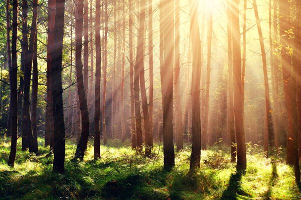 Morning scene in the forest with sun rays.