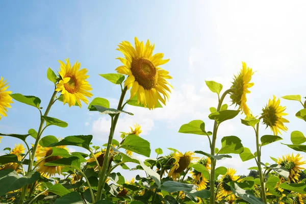 Solrosfält på solig dag. — Stockfoto