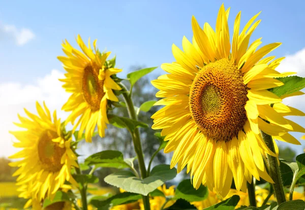Zonnebloemenveld op zonnige dag. — Stockfoto