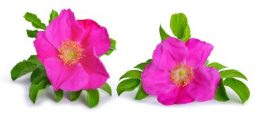 Dog rose (Rosa canina) flowers clipart