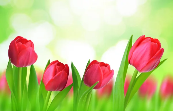 Červené tulipány s listy — Stock fotografie