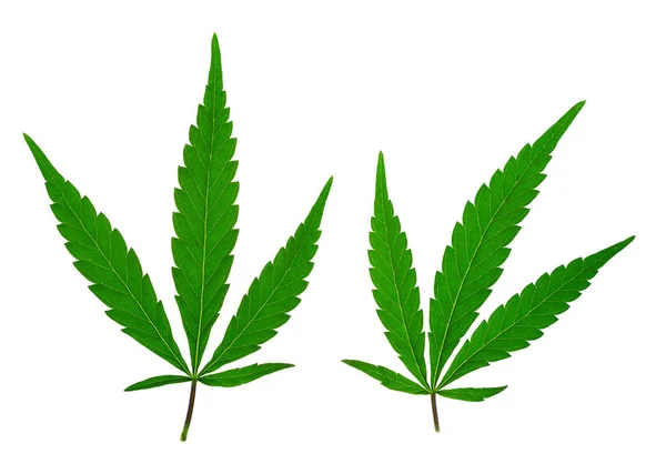 Folha de canábis, marijuana — Fotografia de Stock