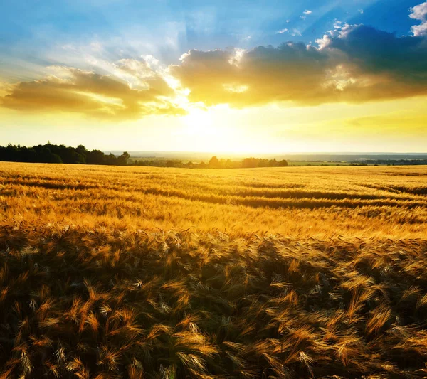 Summer rural landscape with golden barley on the field. — Stock Photo, Image