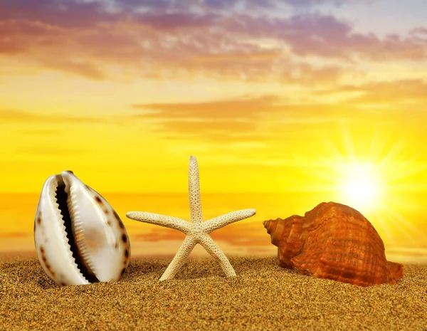 Conchas marinas tropicales con estrellas de mar en la playa de arena . — Foto de Stock