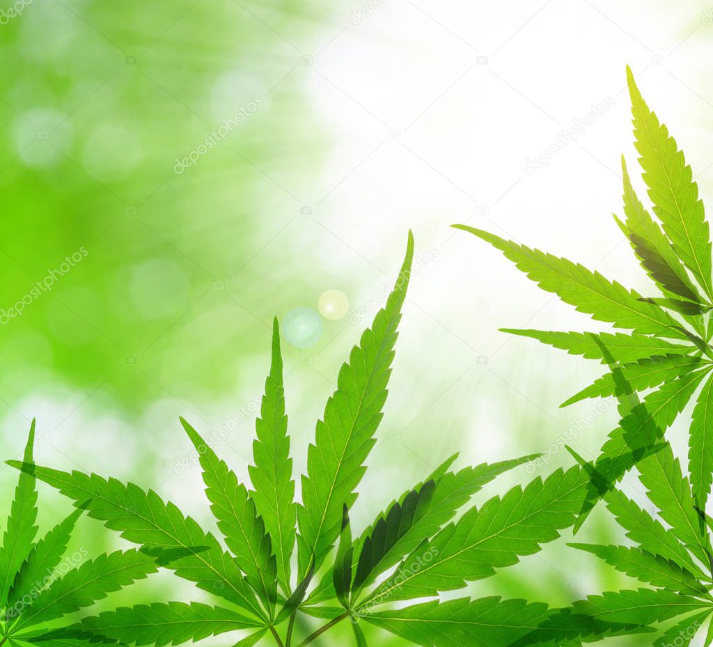 Cannabis leaf, marijuana.