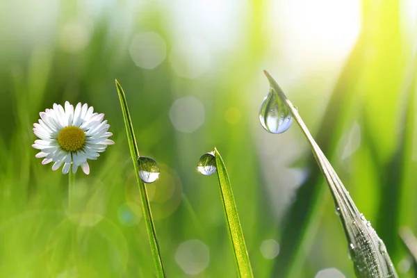 Daisy çimen çiy damlaları ile taze yeşil bahar bıçaklı. — Stok fotoğraf