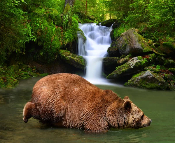 Urso castanho (Ursus arctos) — Fotografia de Stock