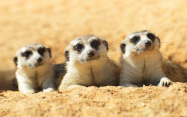  Şirin çöl faresi (Suricata suricatta )