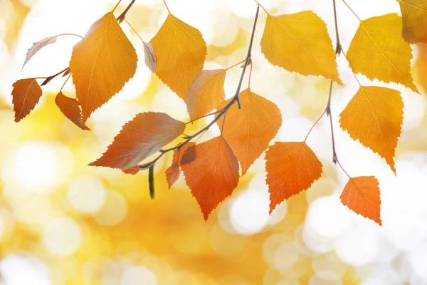 Bunte Herbstblätter der Birke. — Stockfoto