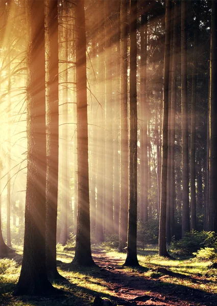 Skog med solstrålar. — Stockfoto