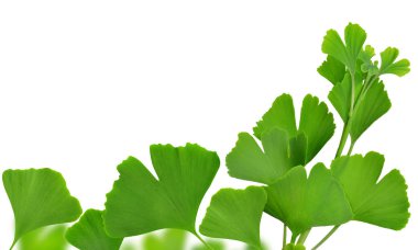 Ginkgo biloba yaprakları 
