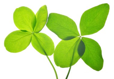 dört yapraklı yonca.