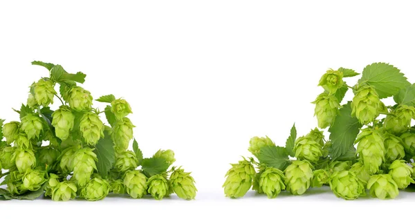 Coni di luppolo (Humulus Lupulus ) — Foto Stock