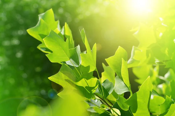 Rama del árbol del tulipán (Liriodendron Tulipifera ) —  Fotos de Stock