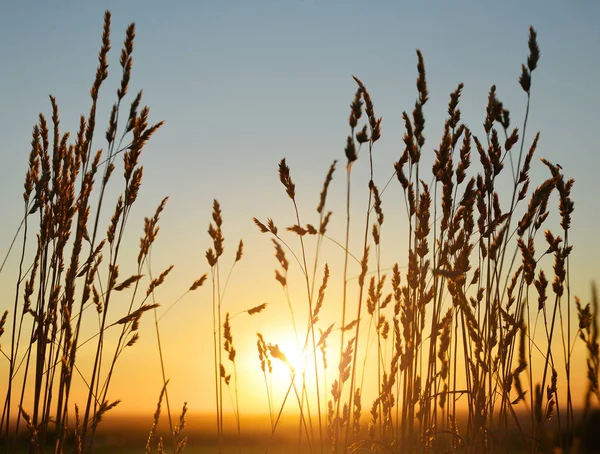 Grass in the sunset. — Stock Photo, Image