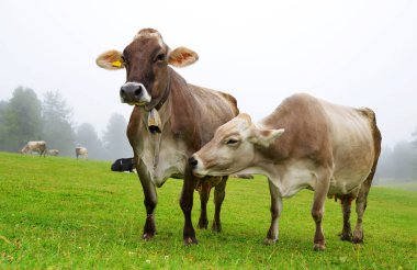 Dağ çayır inek sürüsü.