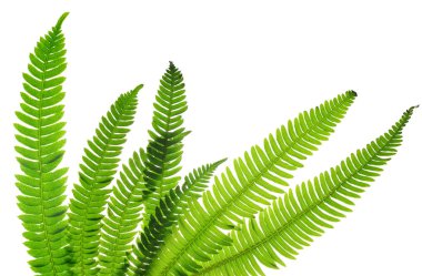 (Eğreltisi spicant yeşil eğreltiotu yaprakları )