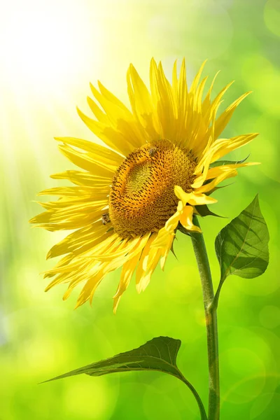 Girasole in fiore da vicino. — Foto Stock