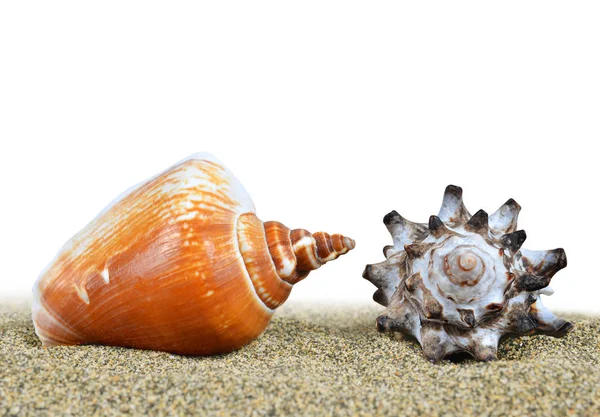 Conchas do mar na areia. — Fotografia de Stock