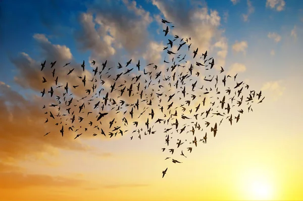 Silhouette of birds flying in arrow formation. — Stock Photo, Image