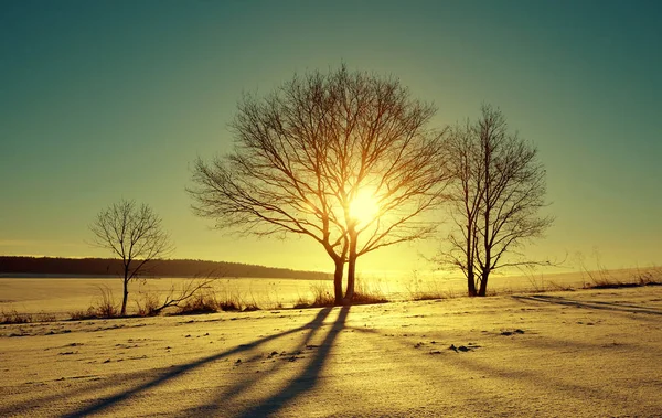 Силует дерев на заході сонця . — стокове фото