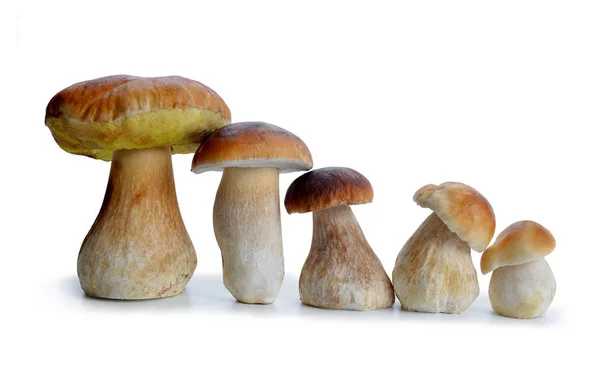 Essbarer Steinpilz. — Stockfoto