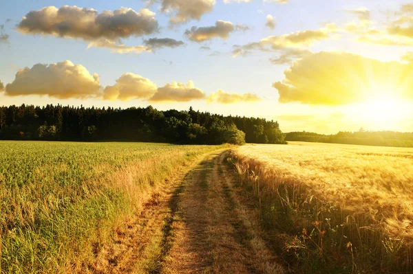 Sommer ländliche Landschaft mit Weg im Feld. — Stockfoto